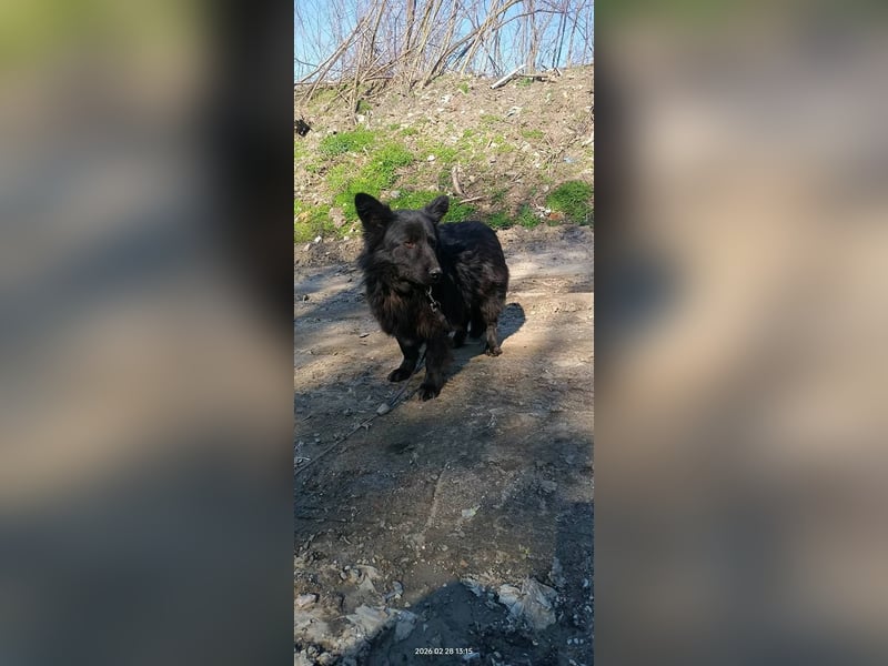 Negro - wer schenkt diesem sensiblen jungen Rüden eine zweite Chance?