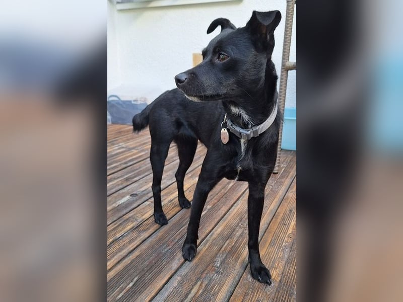 Elli, junges Pinschermix Mädchen