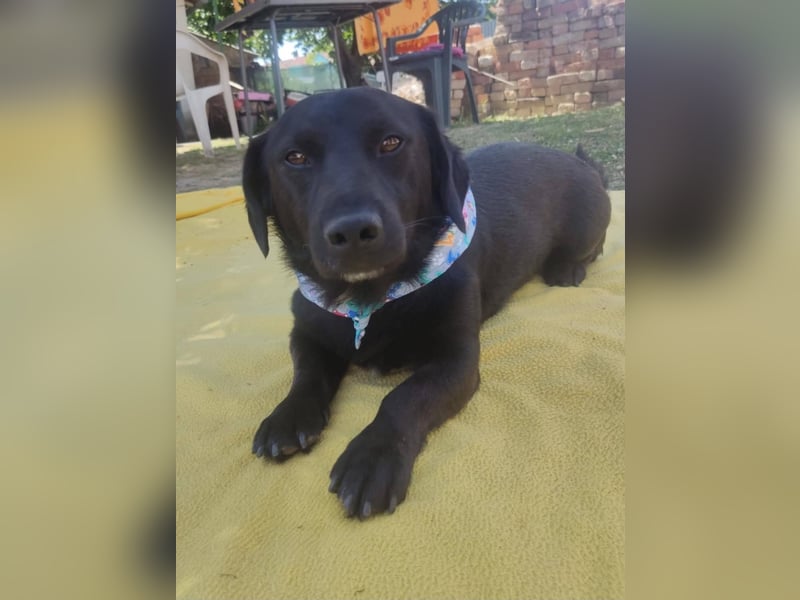 Rick sucht ein liebevolles Zuhause