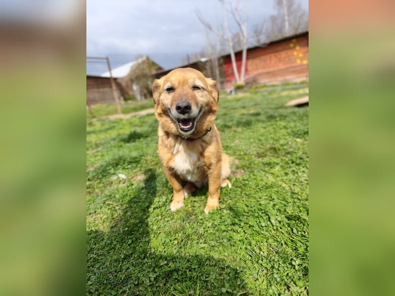 Saga - sanfte Begleiterin sucht ruhiges Zuhause