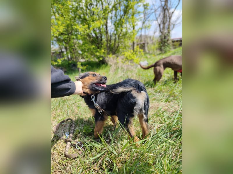 Zenya - freundliche, lebensfrohe Hündin sucht ein Zuhause