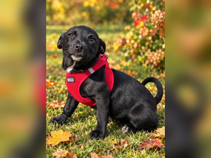 Terra, verspieltes Hundekind