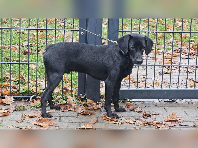 Charles, charmanter und lebensfroher Rüde sucht ein aktives Zuhause