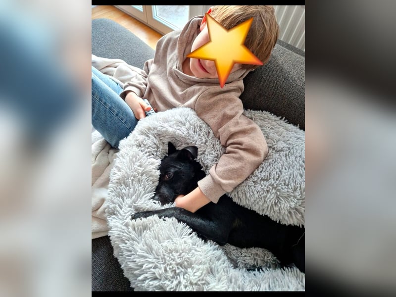 Elli, junges Pinschermix Mädchen