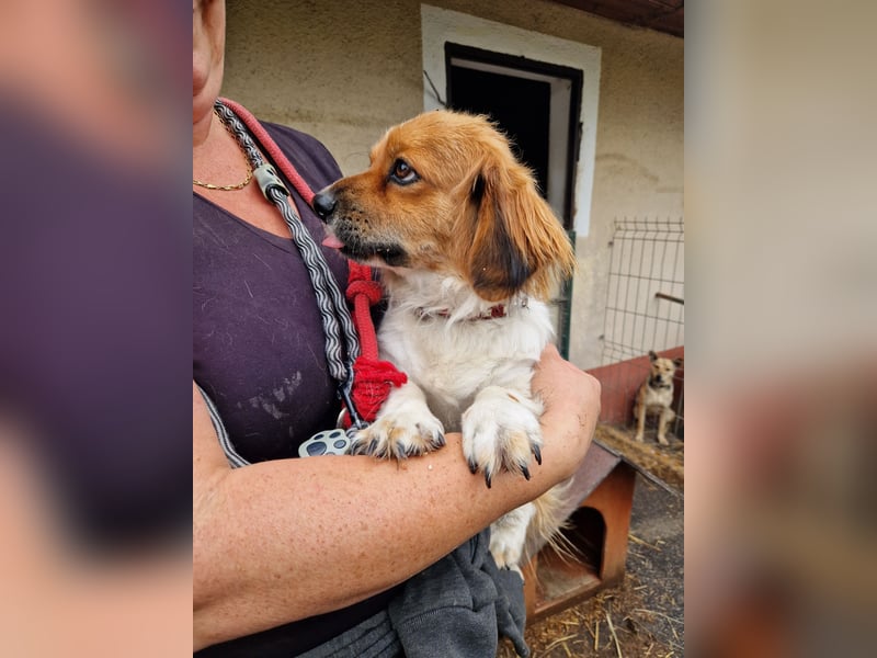 Dino - kleiner Kämpfer mit großem Herz sucht Sicherheit fürs Leben