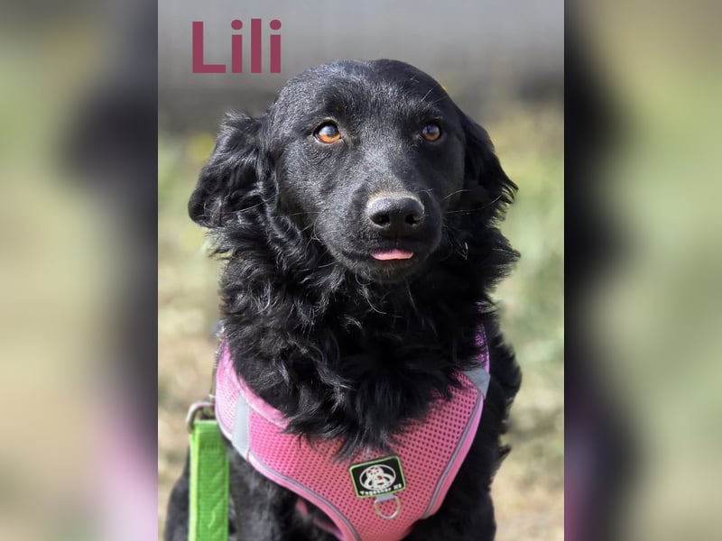 Lilli, kleine Herzensbrecherin Lilli, kleine Herzensbrecherin