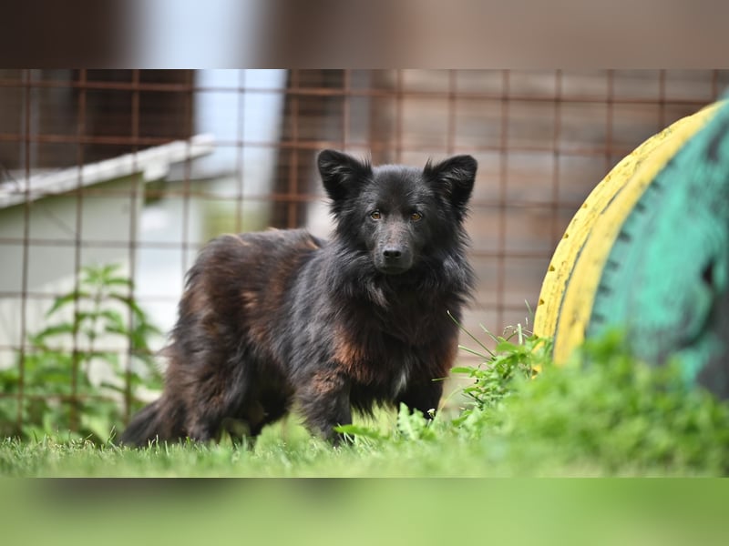 Negro - wer schenkt diesem sensiblen jungen Rüden eine zweite Chance?