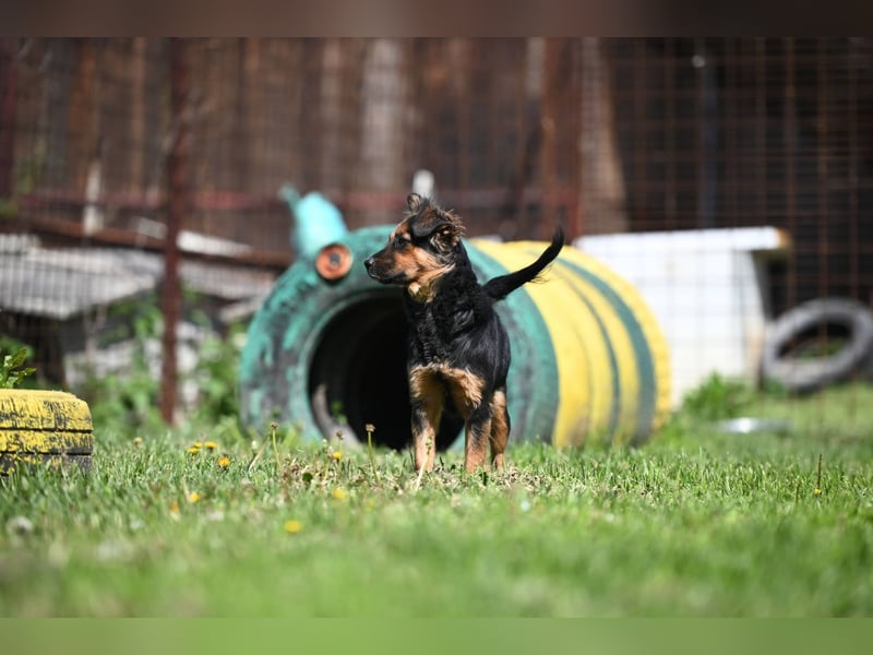 Zenya - freundliche, lebensfrohe Hündin sucht ein Zuhause
