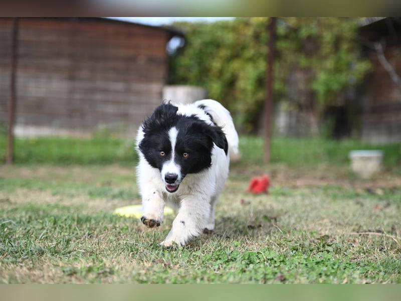 Arwen, ein kleiner Sonnenschein auf vier Pfoten
