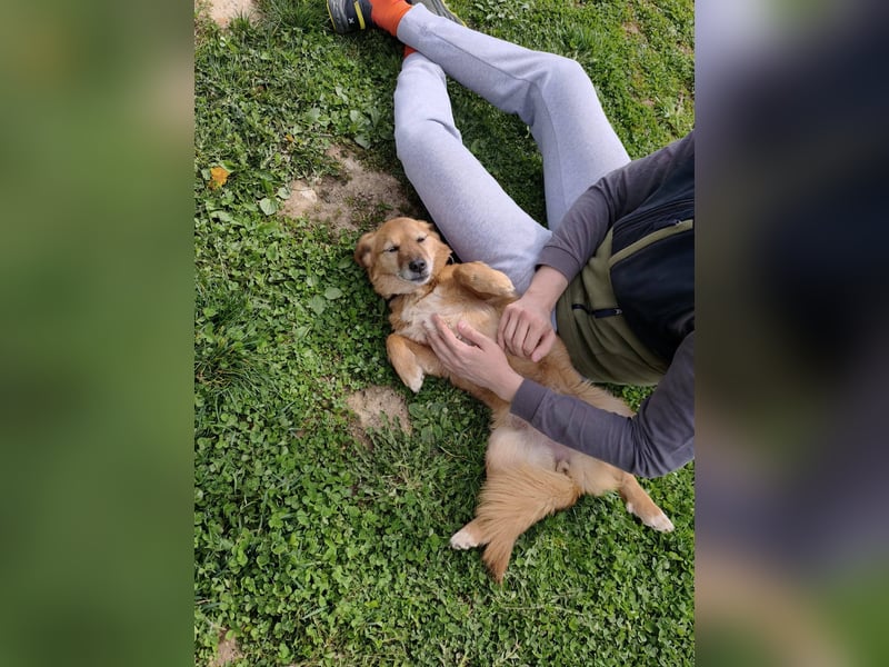 Saga - sanfte Begleiterin sucht ruhiges Zuhause