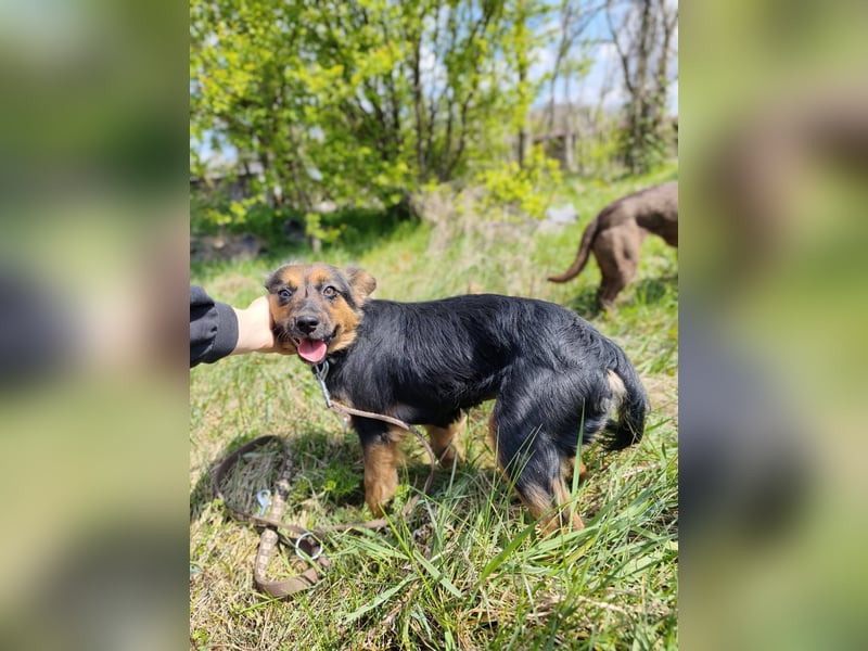 Zenya - freundliche, lebensfrohe Hündin sucht ein Zuhause