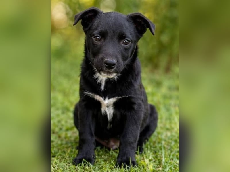 Pavo - kleiner fröhlicher Schmusehund