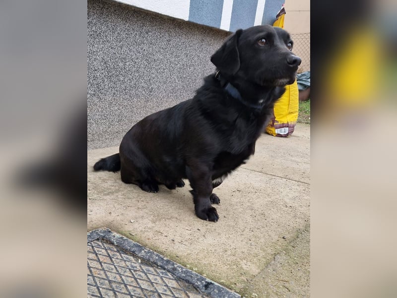 Rick sucht ein liebevolles Zuhause