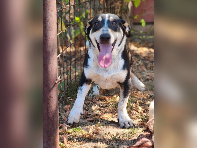 Chico - fröhlicher Herzenshund sucht seine Menschen
