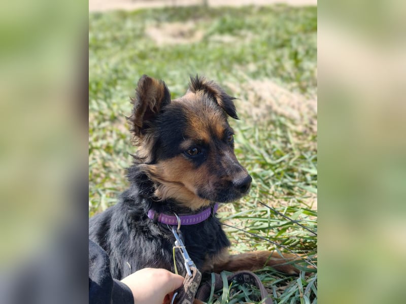 Zenya - freundliche, lebensfrohe Hündin sucht ein Zuhause