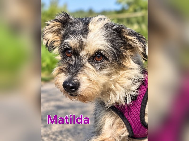 Matilda bildhübsch und sehr lieb