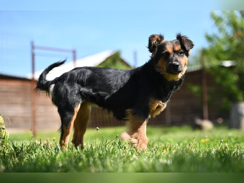 Zenya - freundliche, lebensfrohe Hündin sucht ein Zuhause