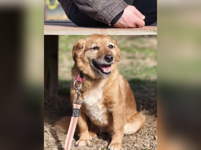 Saga - sanfte Begleiterin sucht ruhiges Zuhause