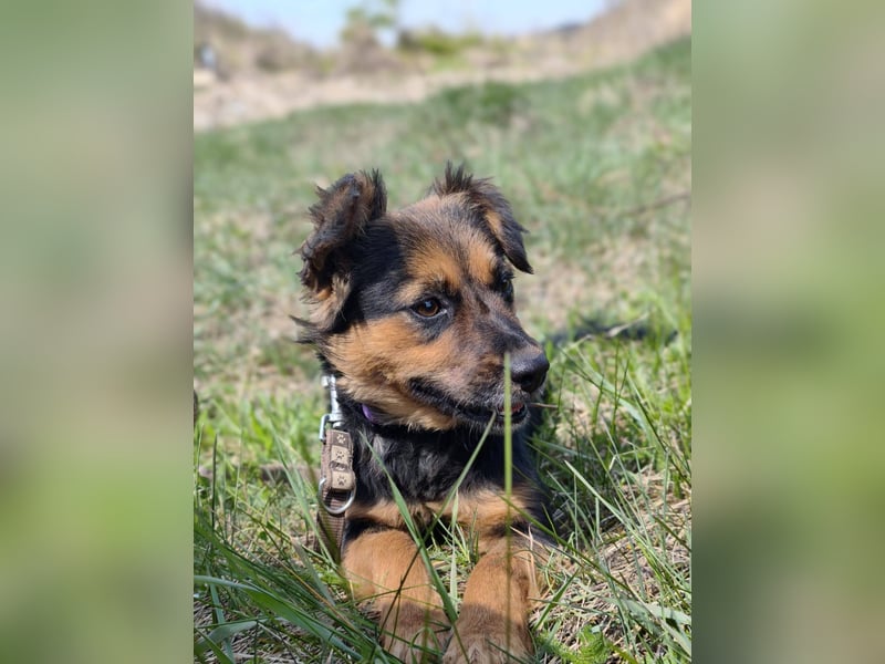 Zenya - freundliche, lebensfrohe Hündin sucht ein Zuhause