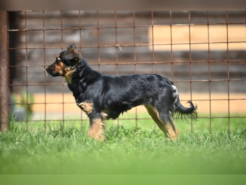 Zenya - freundliche, lebensfrohe Hündin sucht ein Zuhause