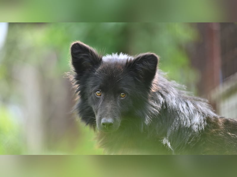 Negro - wer schenkt diesem sensiblen jungen Rüden eine zweite Chance?