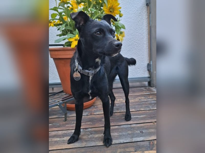 Elli, junges Pinschermix Mädchen