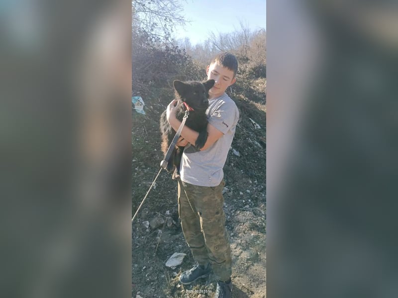 Negro - wer schenkt diesem sensiblen jungen Rüden eine zweite Chance?