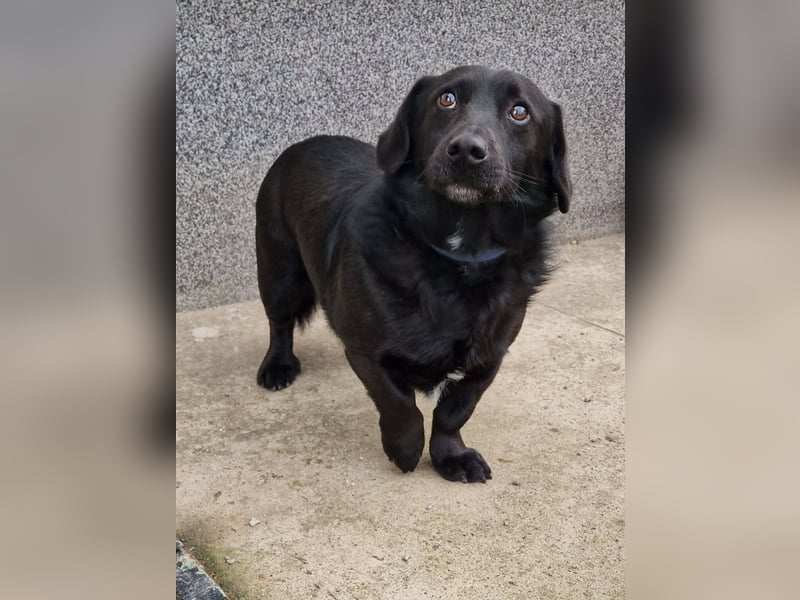 Rick sucht ein liebevolles Zuhause