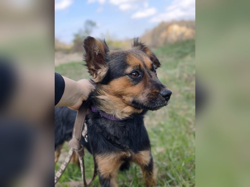 Zenya - freundliche, lebensfrohe Hündin sucht ein Zuhause