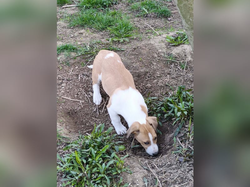Dina, kleines Jack Russell Mix Mädchen sucht ein Zuhause