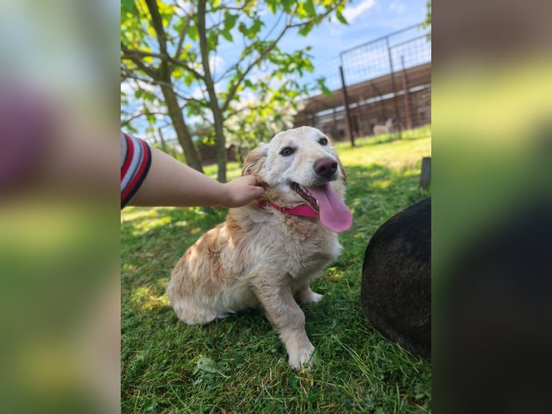 Luna sucht ein liebevolles Zuhause