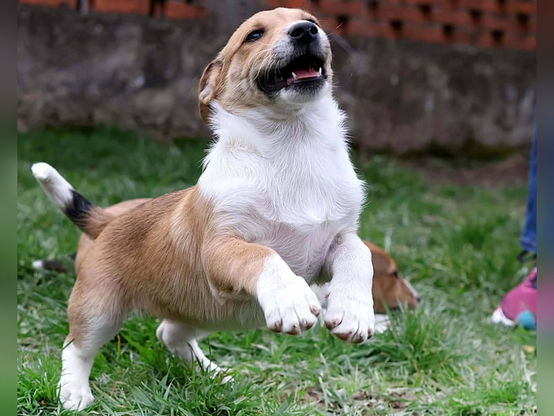 Billy, kleiner Jack Russell Mix sucht seine Menschen