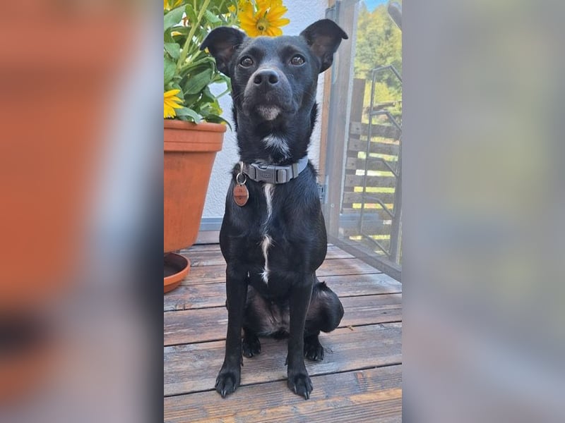 Elli, junges Pinschermix Mädchen