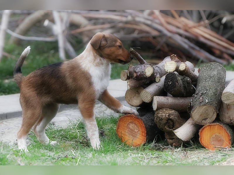 Pixie, kleines Hundemädchen sucht ein liebevolles Zuhause