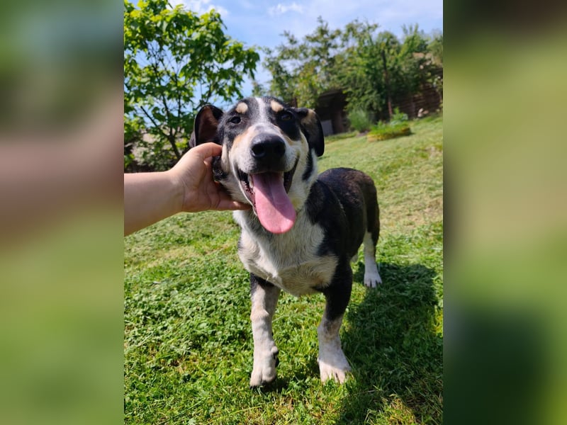 Chico - fröhlicher Herzenshund sucht seine Menschen