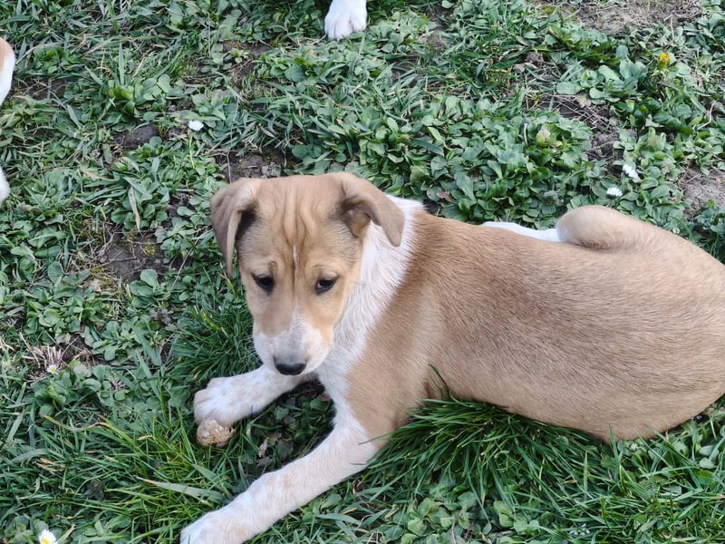 Akira, Jack Russell Mix Mädchen sucht liebevolles Zuhause