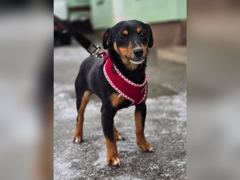 Emmi sucht ein Für-immer-Zuhause