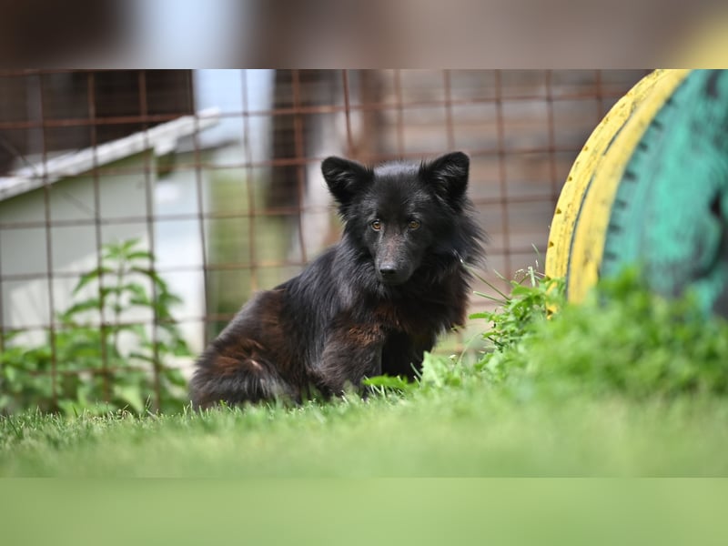 Negro - wer schenkt diesem sensiblen jungen Rüden eine zweite Chance?