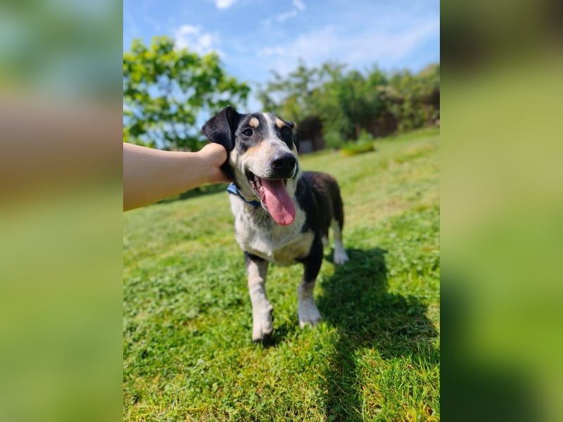 Chico - fröhlicher Herzenshund sucht seine Menschen