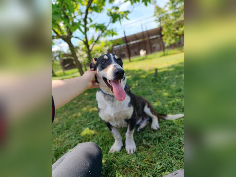 Chico - fröhlicher Herzenshund sucht seine Menschen