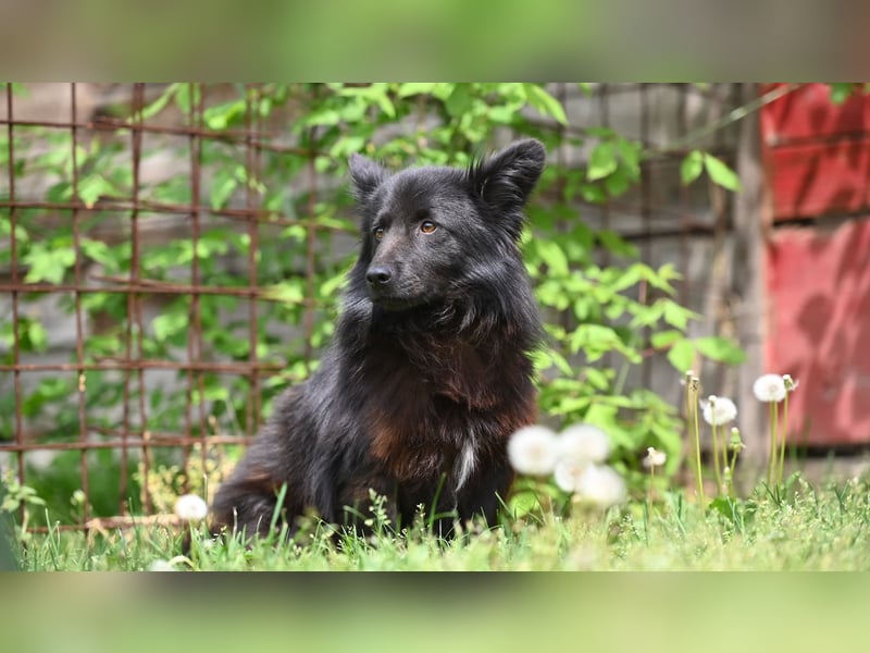 Negro - wer schenkt diesem sensiblen jungen Rüden eine zweite Chance?