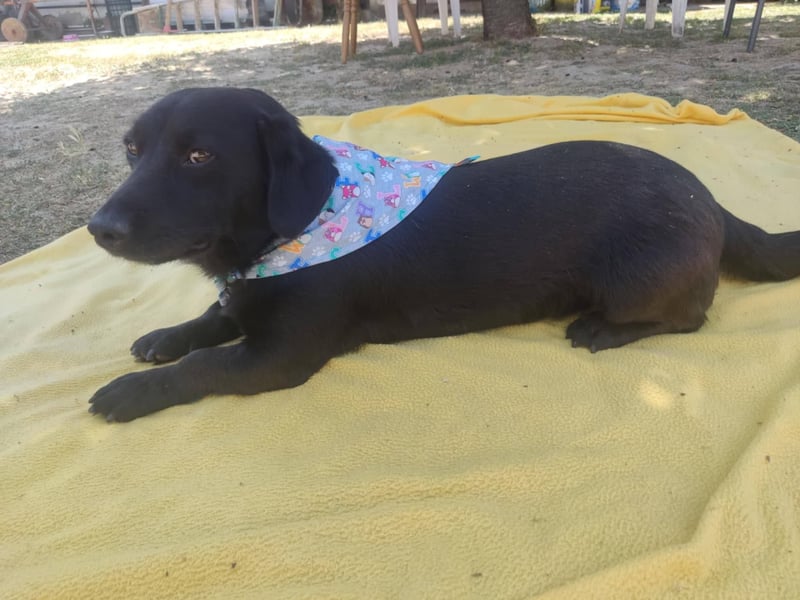 Rick sucht ein liebevolles Zuhause