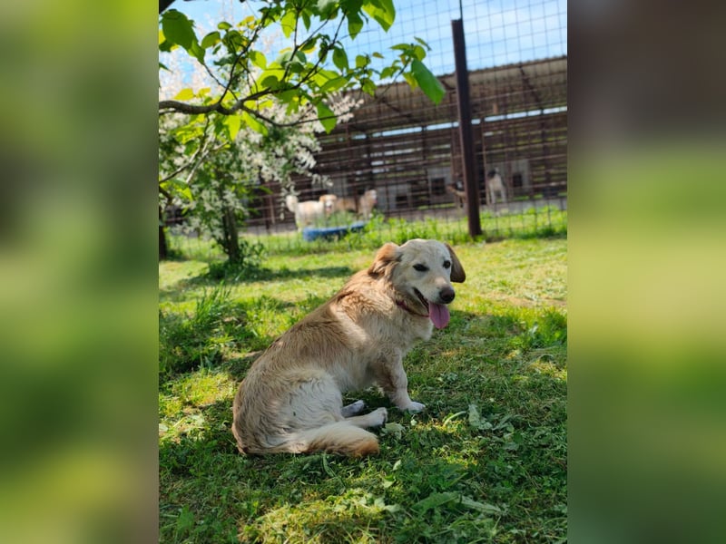 Luna sucht ein liebevolles Zuhause