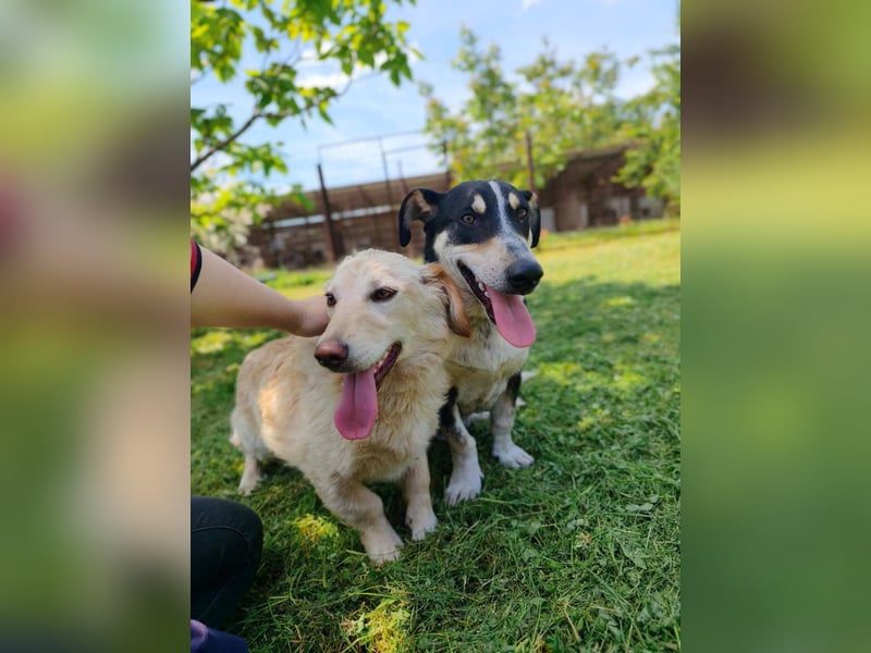Luna sucht ein liebevolles Zuhause