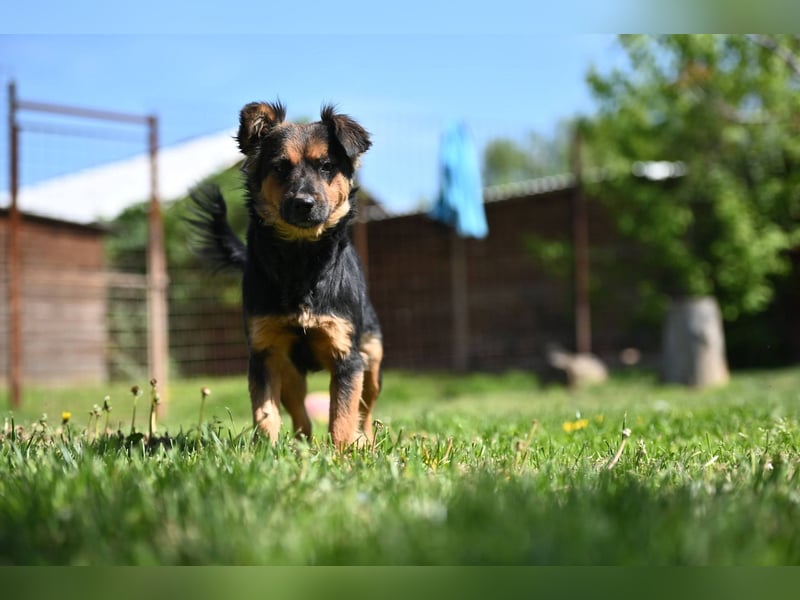 Zenya - freundliche, lebensfrohe Hündin sucht ein Zuhause