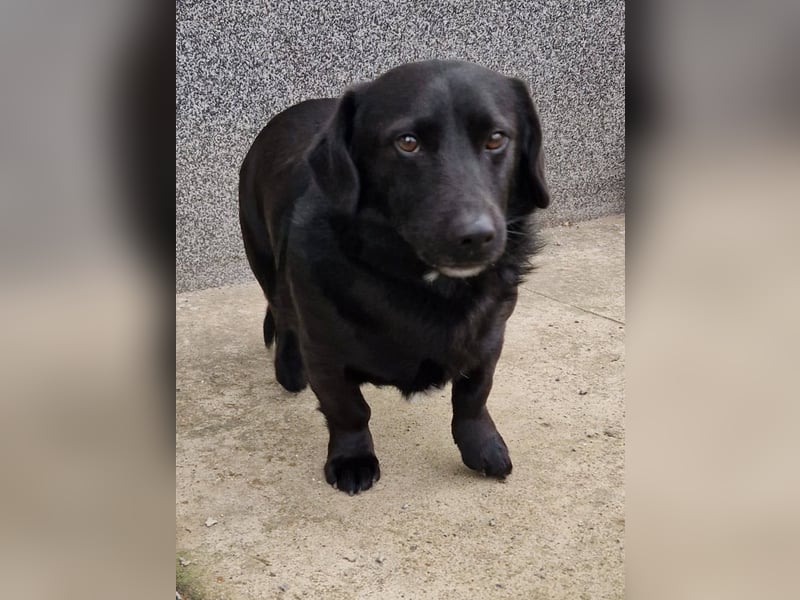 Rick sucht ein liebevolles Zuhause