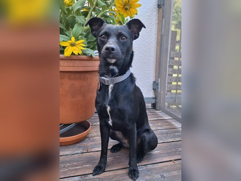 Elli, junges Pinschermix Mädchen