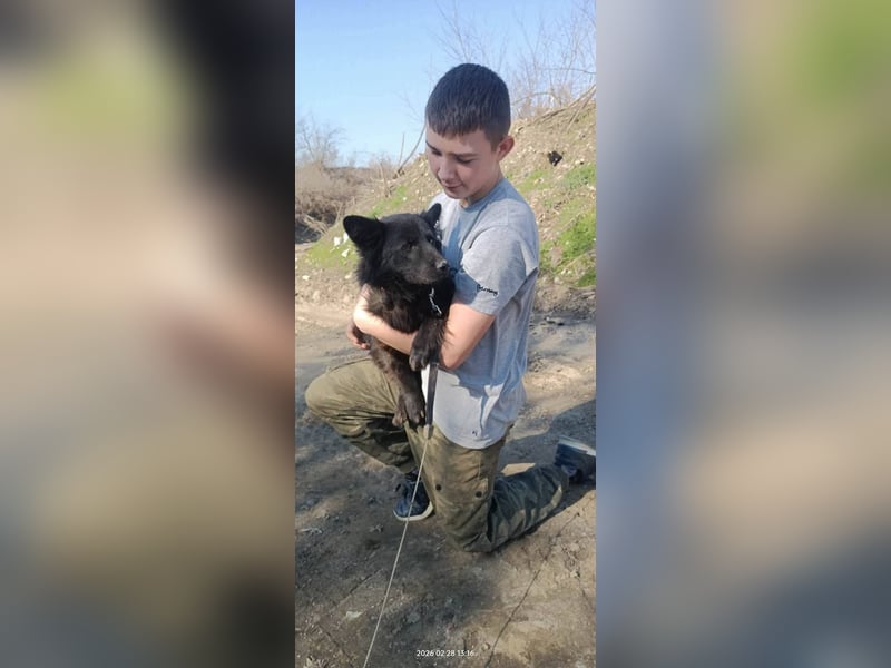 Negro - wer schenkt diesem sensiblen jungen Rüden eine zweite Chance?