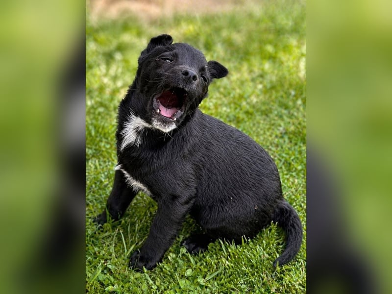 Pavo - kleiner fröhlicher Schmusehund