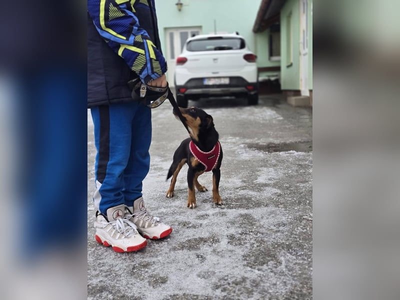 Emmi sucht ein Für-immer-Zuhause